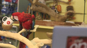 the one show parrot drinking coffee GIF by BBC