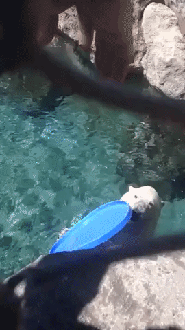 Polar Bear Proves Pro at Frisbee