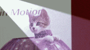 kitten bowl countdown to valentine's day GIF by Hallmark Channel