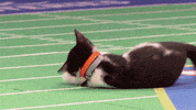 kitten bowl countdown to valentine's day GIF by Hallmark Channel