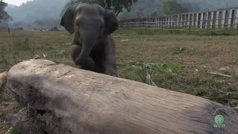 baby elephant GIF