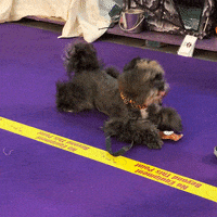 Dog GIF by Westminster Kennel Club