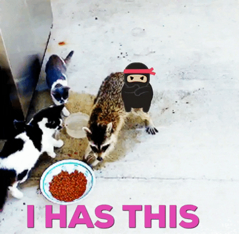 chanceduncan ninja raccoon thief ihasthis GIF