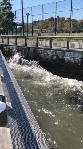 mollie_serena water waves swim splash GIF