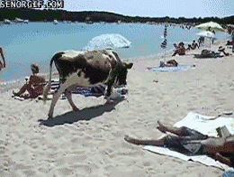 beach cow GIF