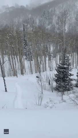 Bear Runs Down Beaver Creek Ski Slope