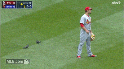 st. louis cardinals GIF by MLB