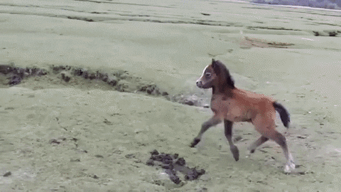 pony prancing GIF
