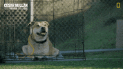 Nat Geo Dog GIF by National Geographic Channel