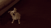dog yorkie GIF by America's Funniest Home Videos