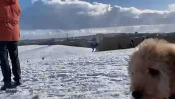 Labradoodle Puppy Gives Owner Run for His Money in Sled Chase
