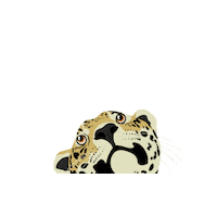 orelhadeonca jaguar onca orelhadeonca orelha de onça Sticker