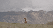 Jean Dujardin Deerskin GIF by Coolidge Corner Theatre