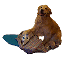 dog Sticker by namslam