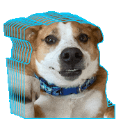 Pitbull Butters Sticker by JSRanchDogDesigns