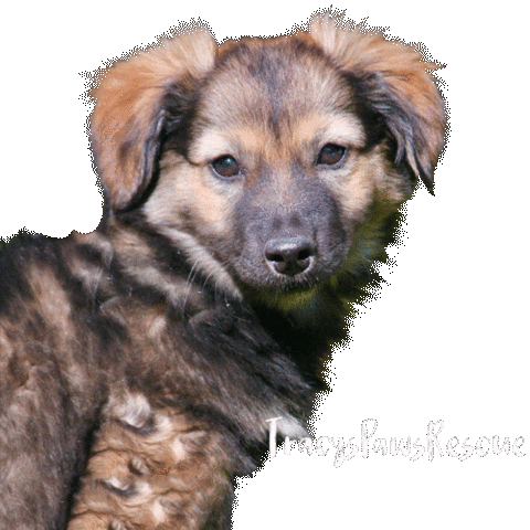 Dog Adopt Sticker by TracysPawsRescue