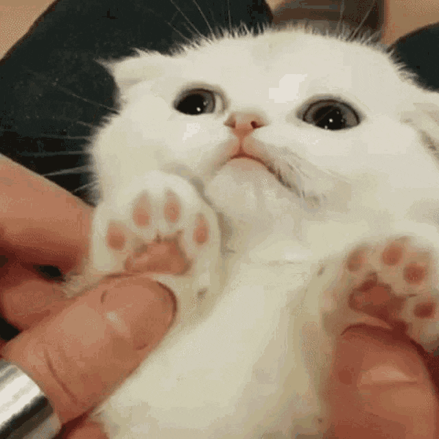 GIF by plusQA_test_partner