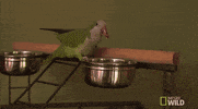 nat geo wild pets GIF by Dr. K's Exotic Animal ER