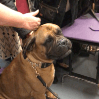 wkc2017 GIF by Westminster Kennel Club