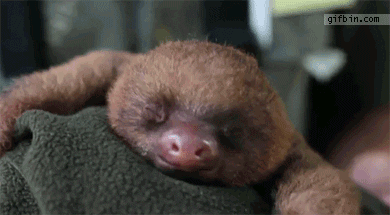 Sloths Mornin GIF