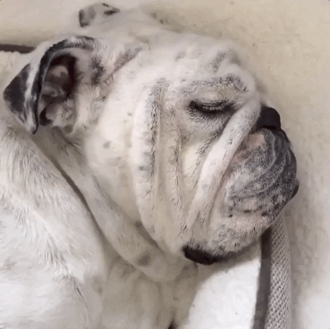 Drake Mascot GIF by DrakeUGriff