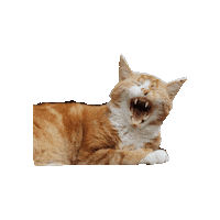 Cat Luisa Sticker by LuisasTierwelt
