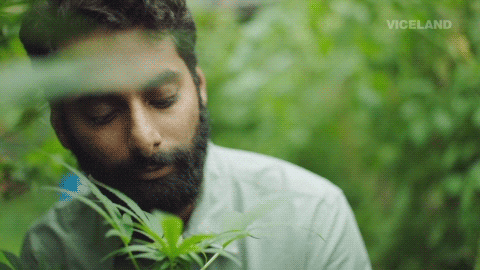 marijuana leaves GIF by WEEDIQUETTE