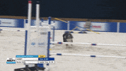 Espn Dogs GIF by American Kennel Club