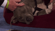 heart of television dog GIF by Hallmark Channel