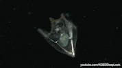marine life wildlife GIF by KQEDScience