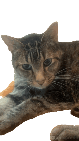 Cats Sticker by velamora
