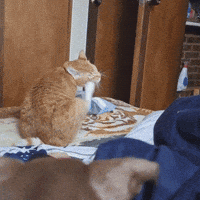 Chat ねこ GIF