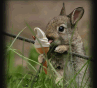 animales GIF