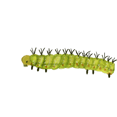 Butterfly Garden Sticker