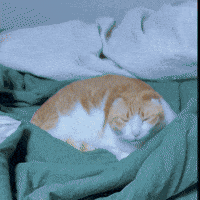 chatty__jenny cat morning meow yawn GIF