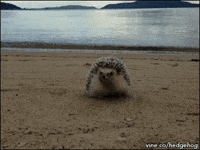 beach day GIF
