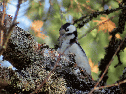 ingovalgma giphyupload GIF