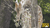 Food Snack GIF by Brookfield Zoo