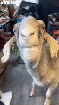 Goat Feasts On Flour GIF by ViralHog