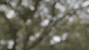 travelbelize monkey howler monkey monkey belize GIF