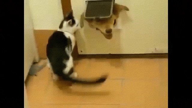 cat dog GIF