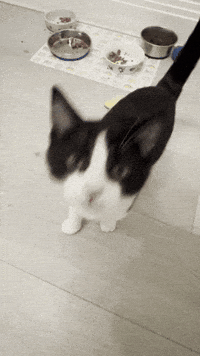 Cat GIF