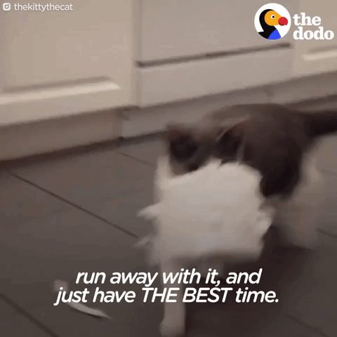 cat GIF by The Dodo