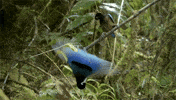 sum want GIF