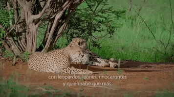 africa cheetah GIF by Nu Skin