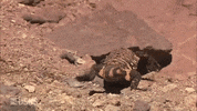 Gila Monster Lizard GIF