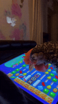 Candy Crush Play GIF