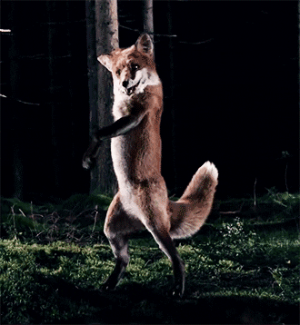 Sassy Fox GIF