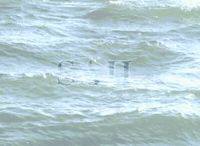 Sea Meta GIF