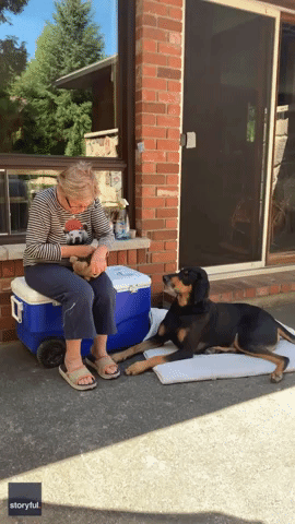 Canadian Coonhound Patiently Observes as 'Oma' Carries Out Emergency Surgery on Well-Loved Toy